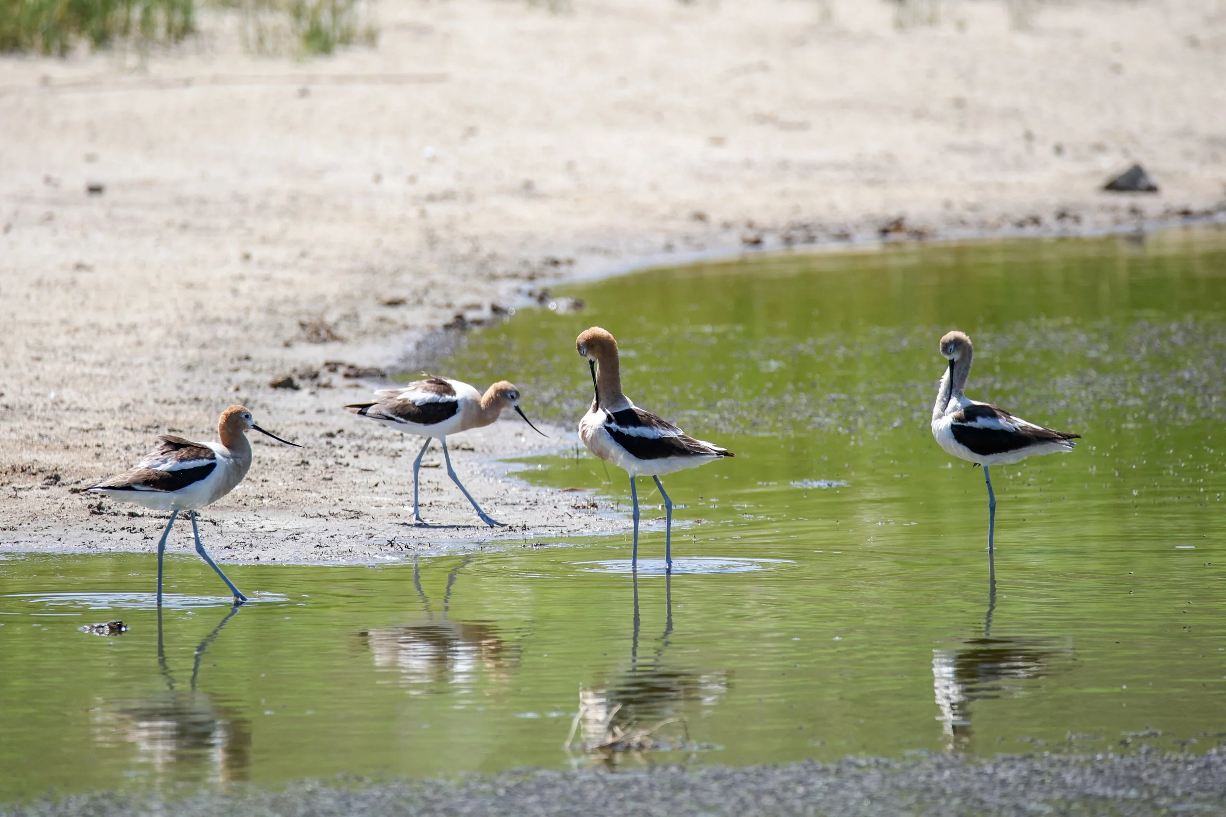 American avocets in the Nebraska Sandhills