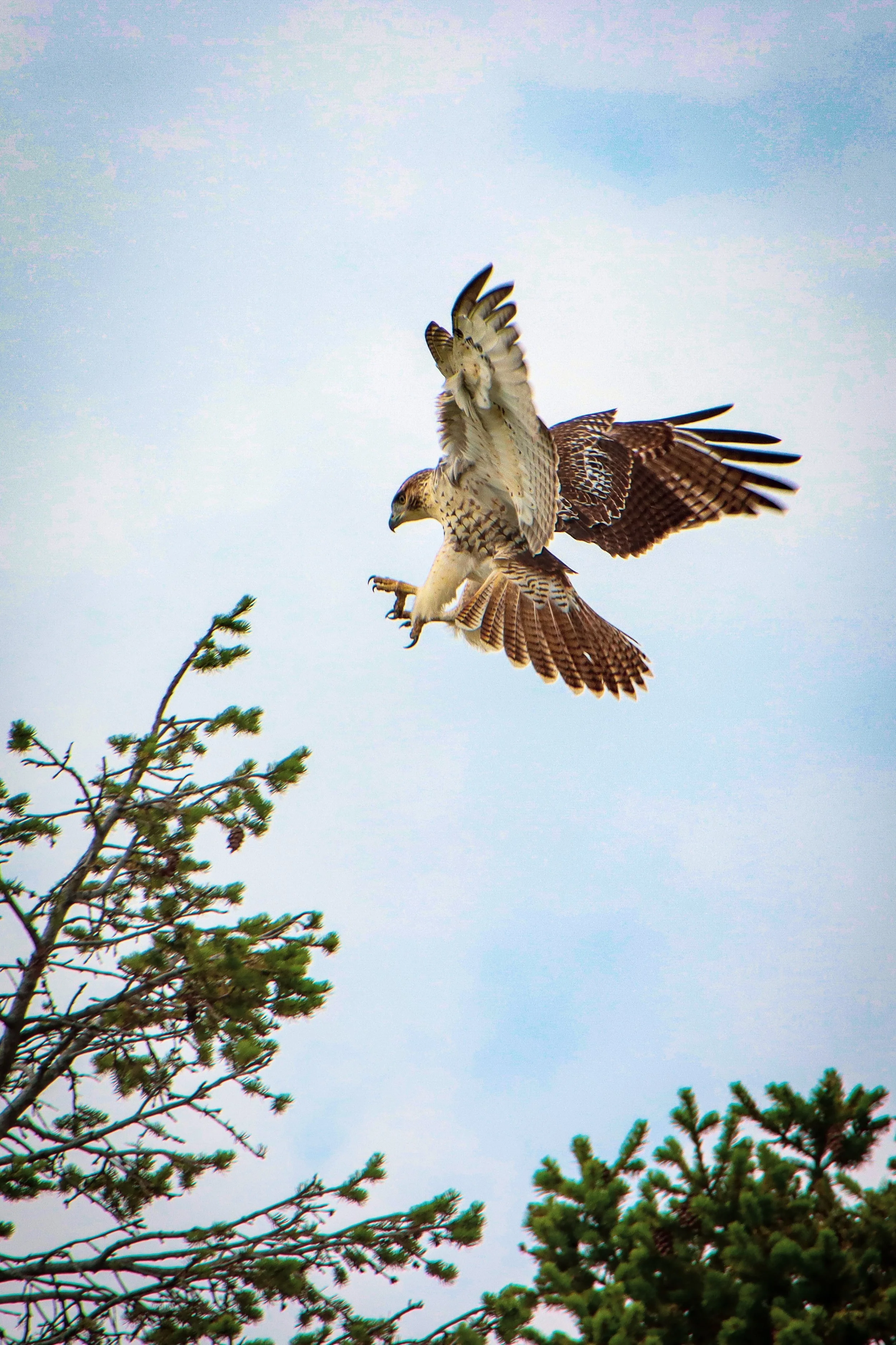 Red-tailed hawk, Lincoln, Nebraska