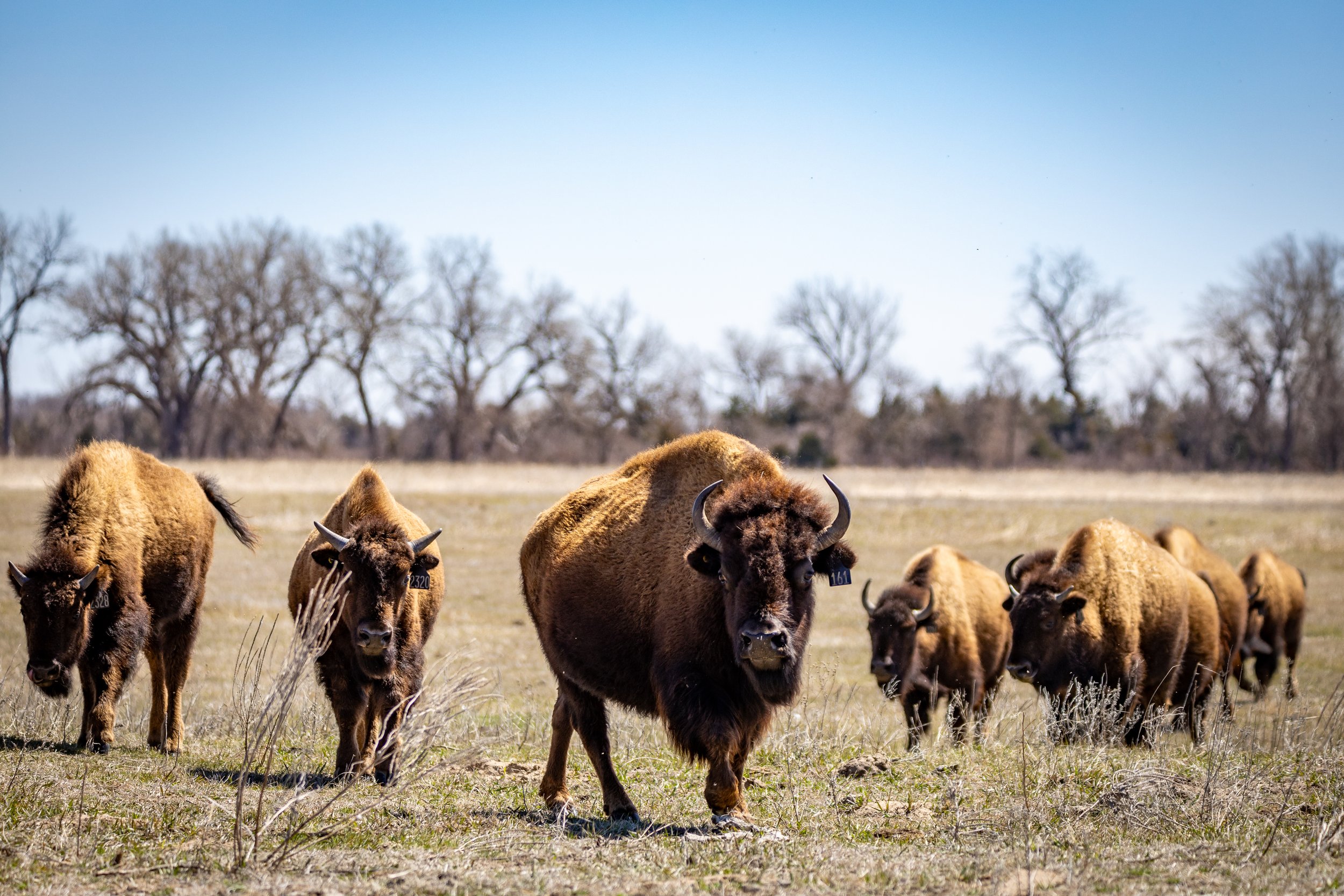 Herd of bison managed by the Crane Trust near Alda, Nebraska