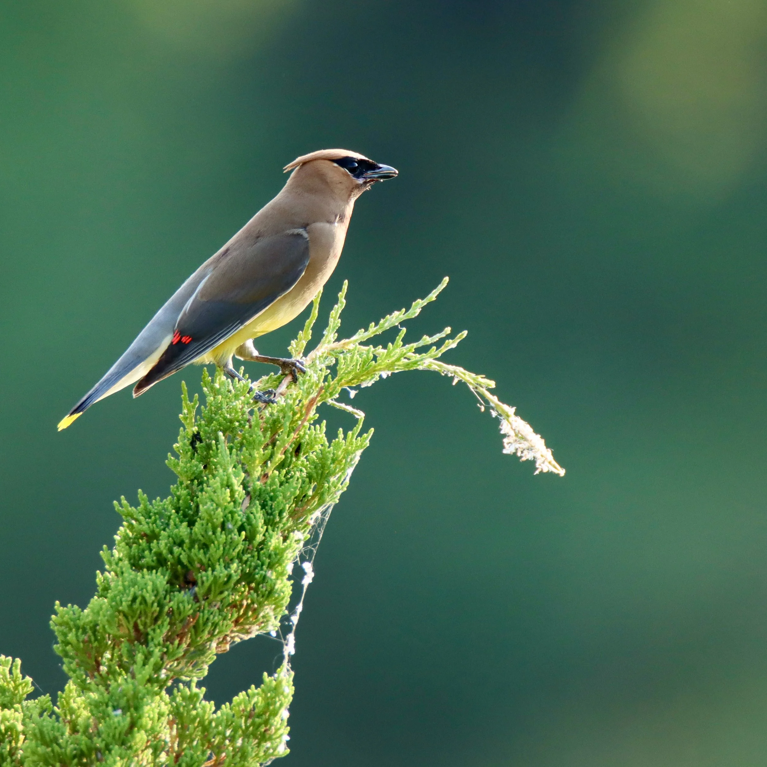 Cedar waxwing, Nebraska