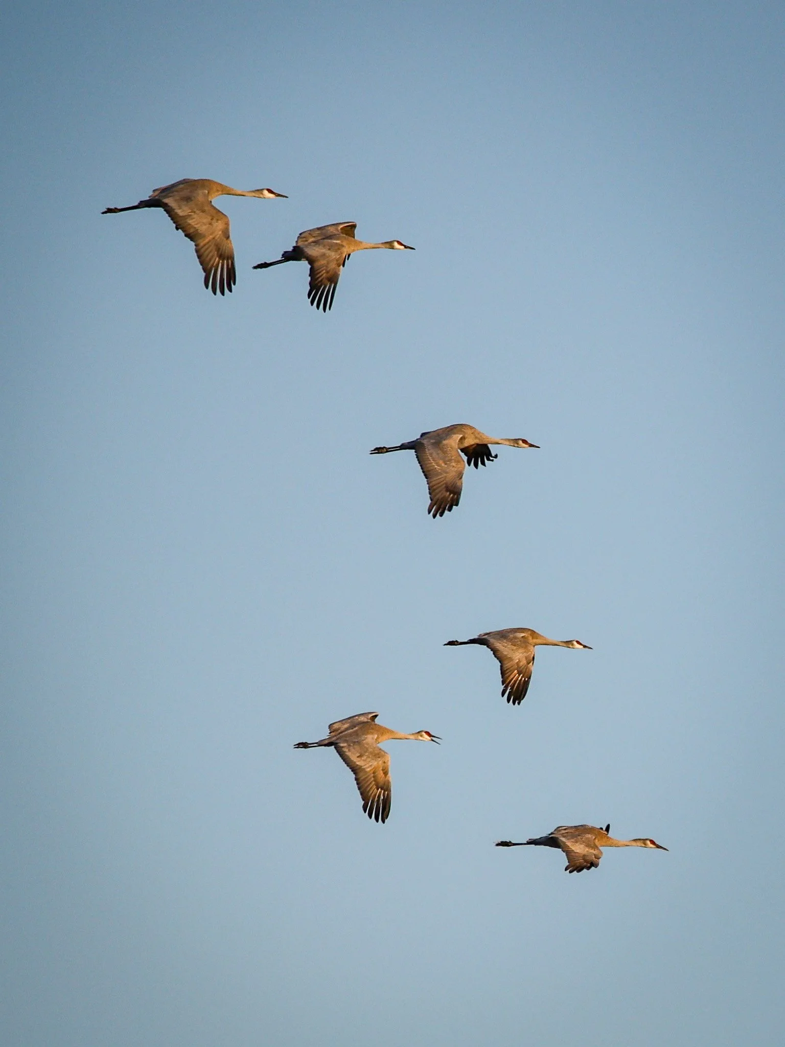 Sandhill cranes flying over the Platte River, central Nebraska
