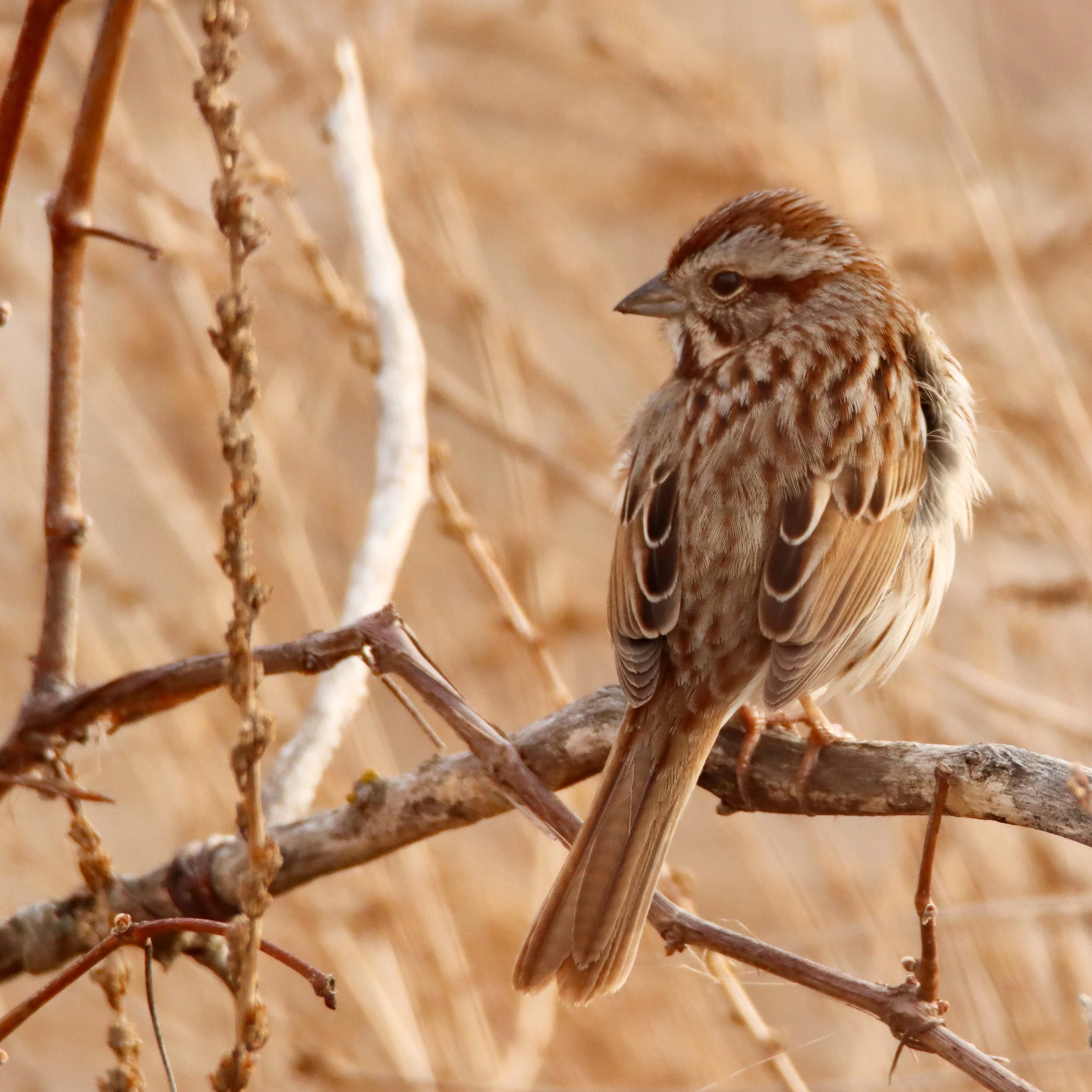Song sparrow, central Nebraska