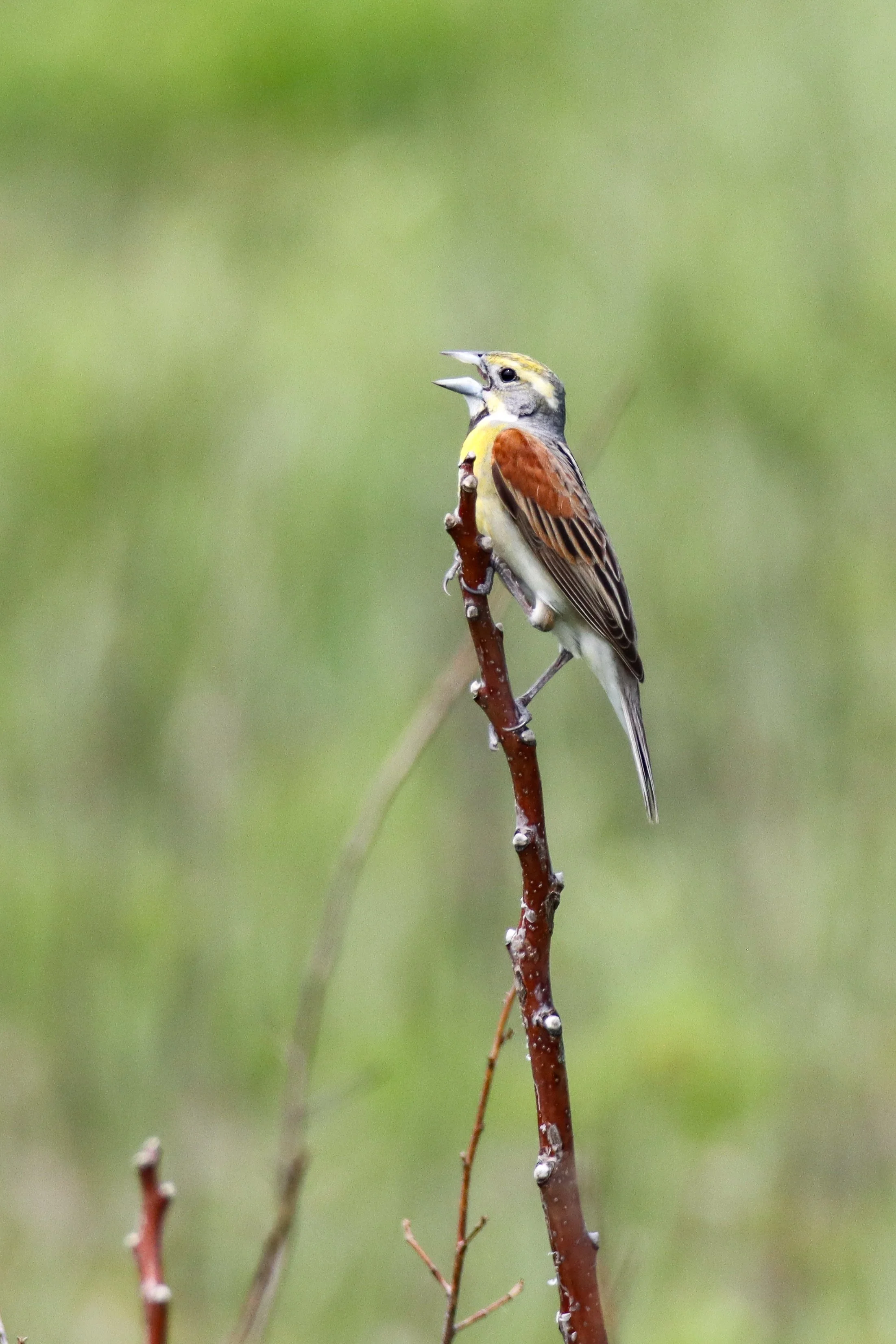 Dickcissel, Konza Prairie, Kansas