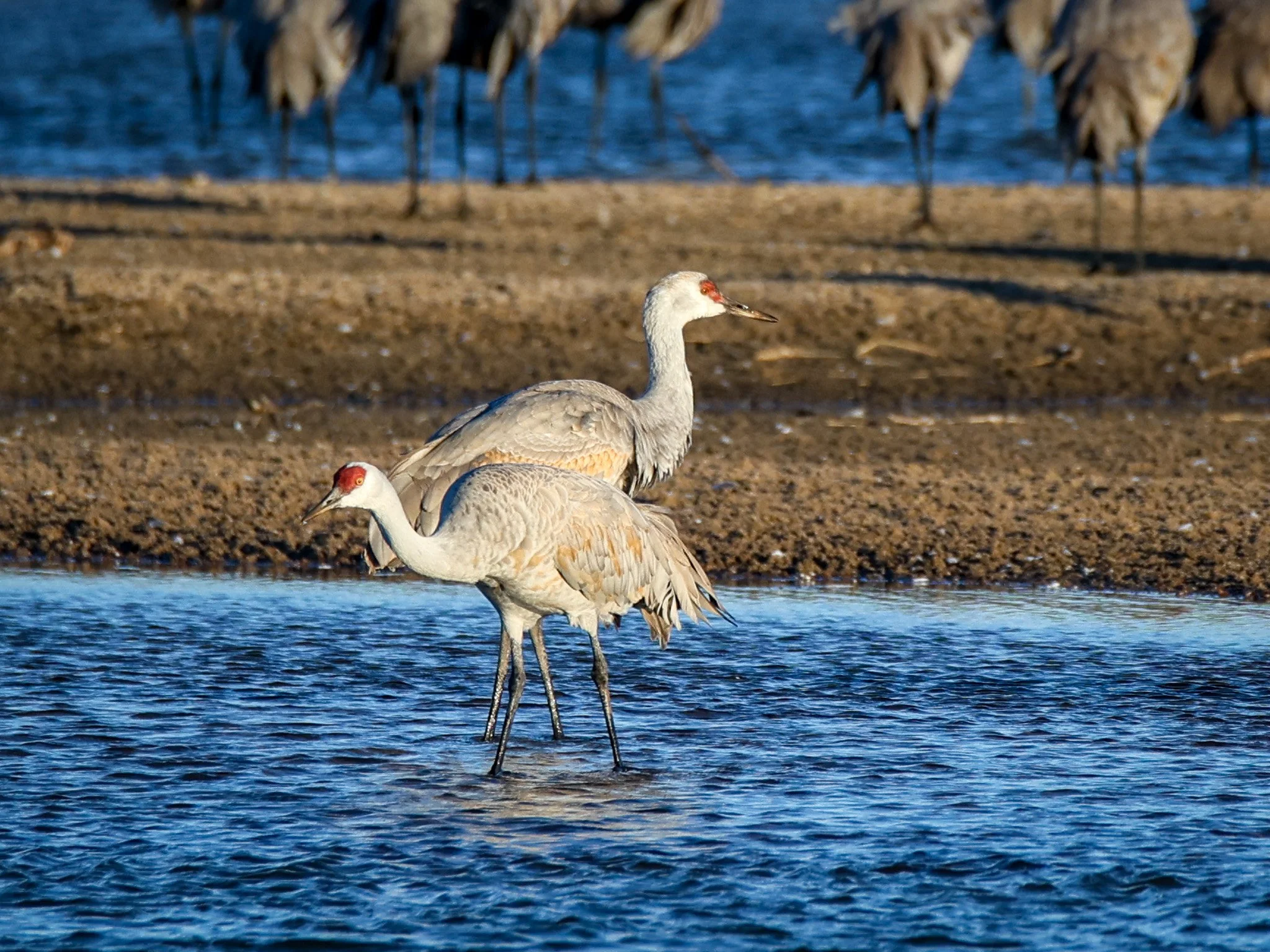 Sandhill cranes in the morning sun on the Platte River