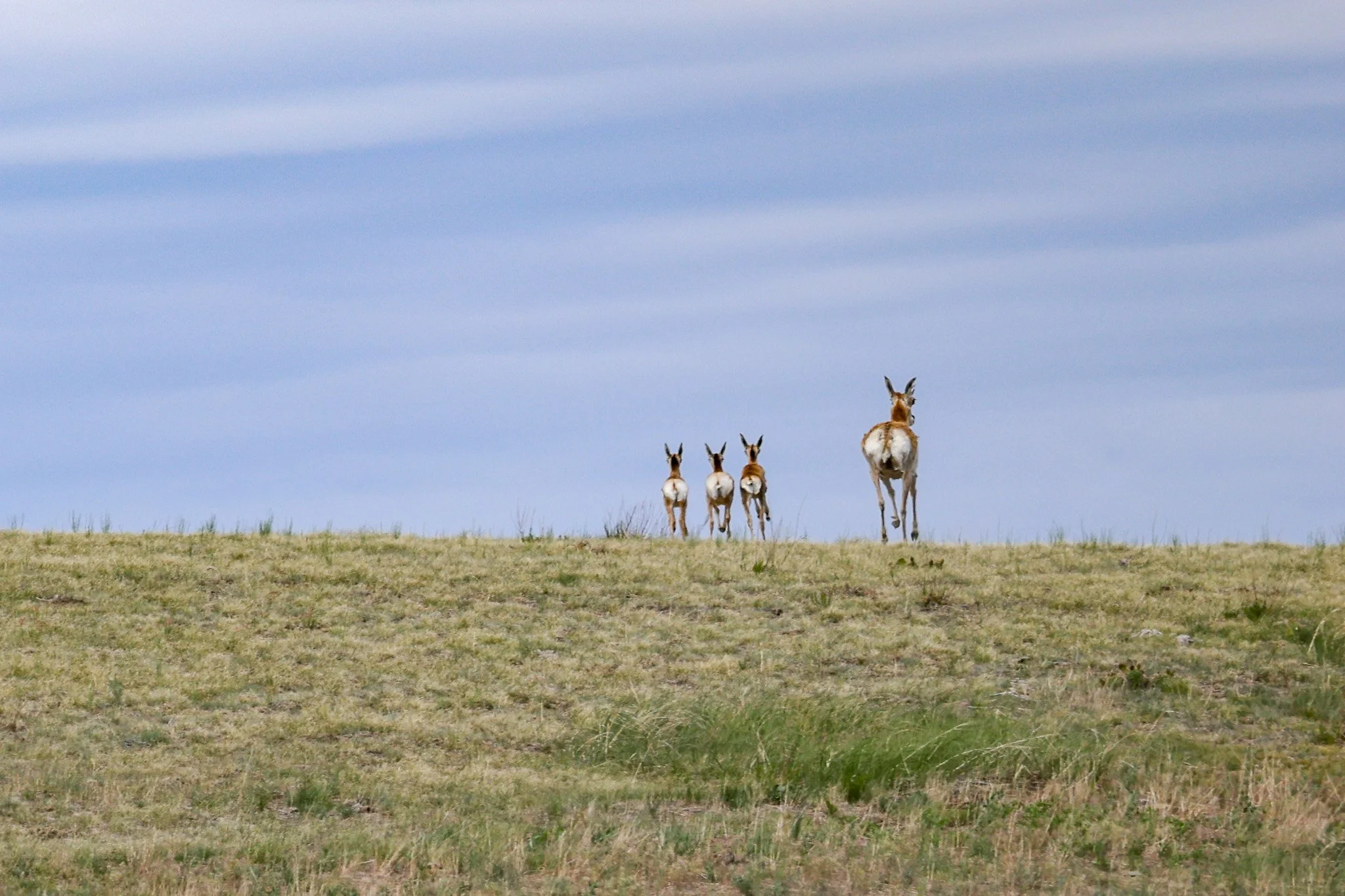Pronghorn (three youngsters and an adult) hightailing it away from me in the Nebraska panhandle.