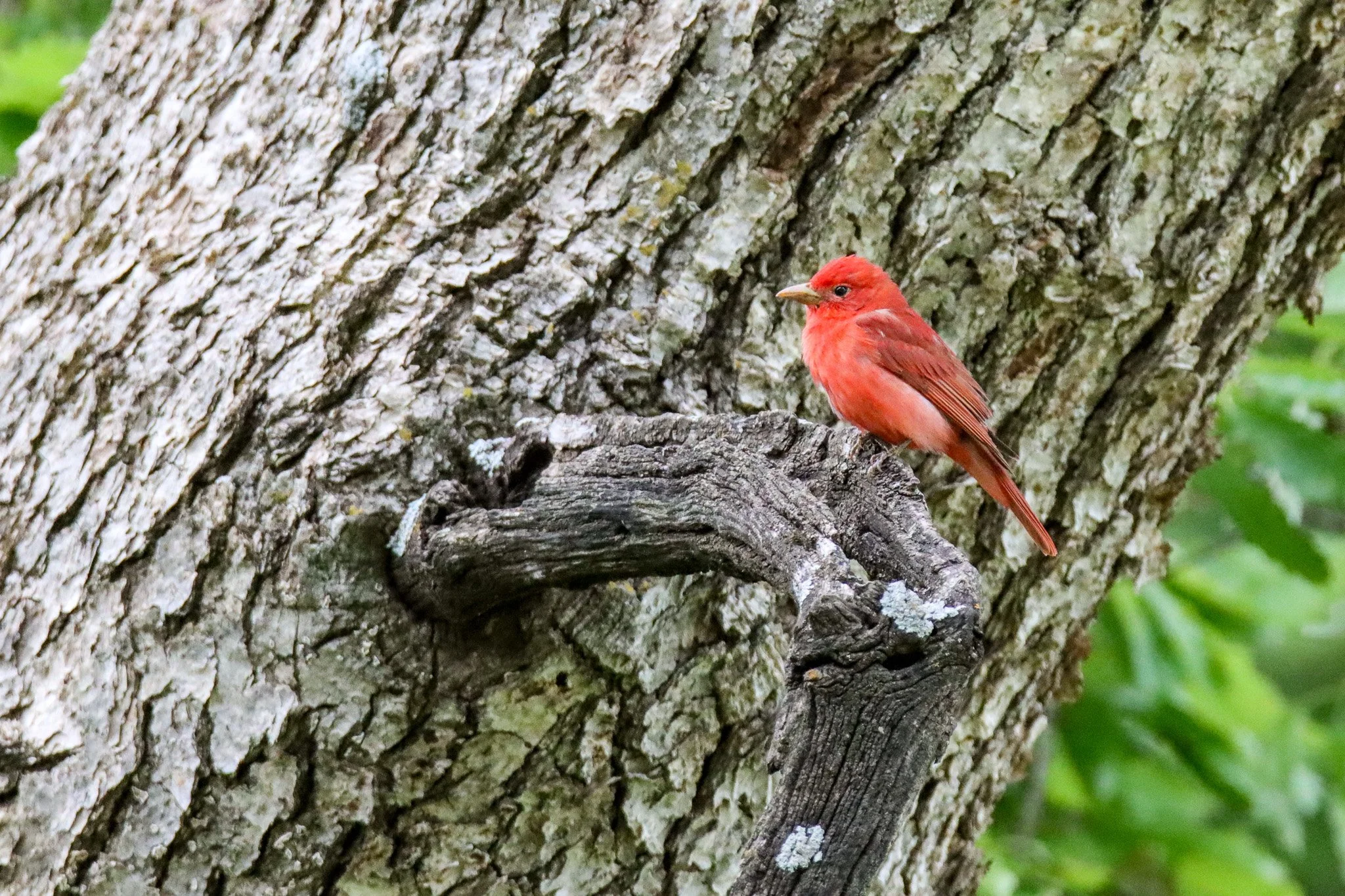 Summer tanager, Konza Prairie, Kansas