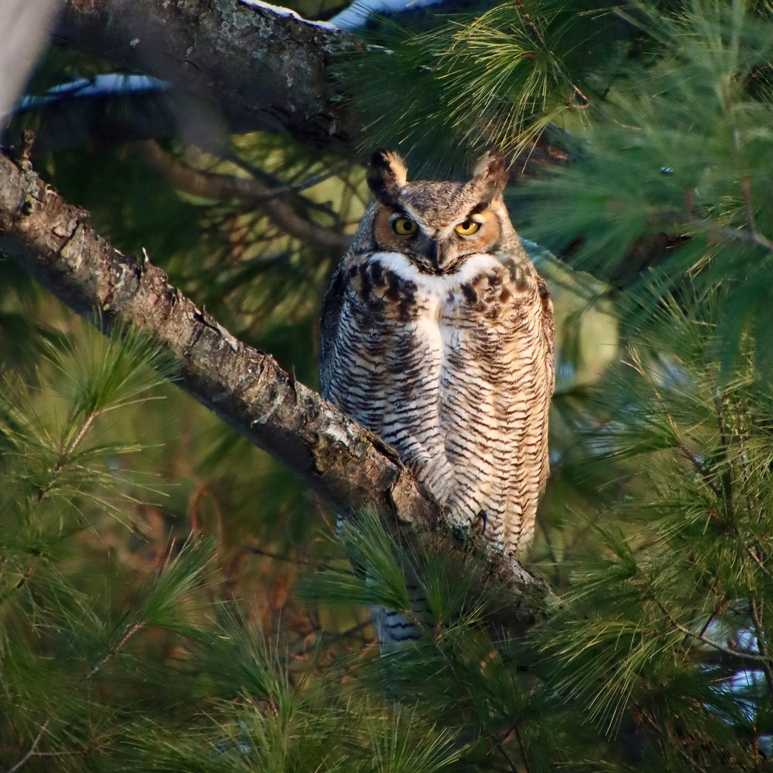 Great horned owl, Lincoln, Nebraska