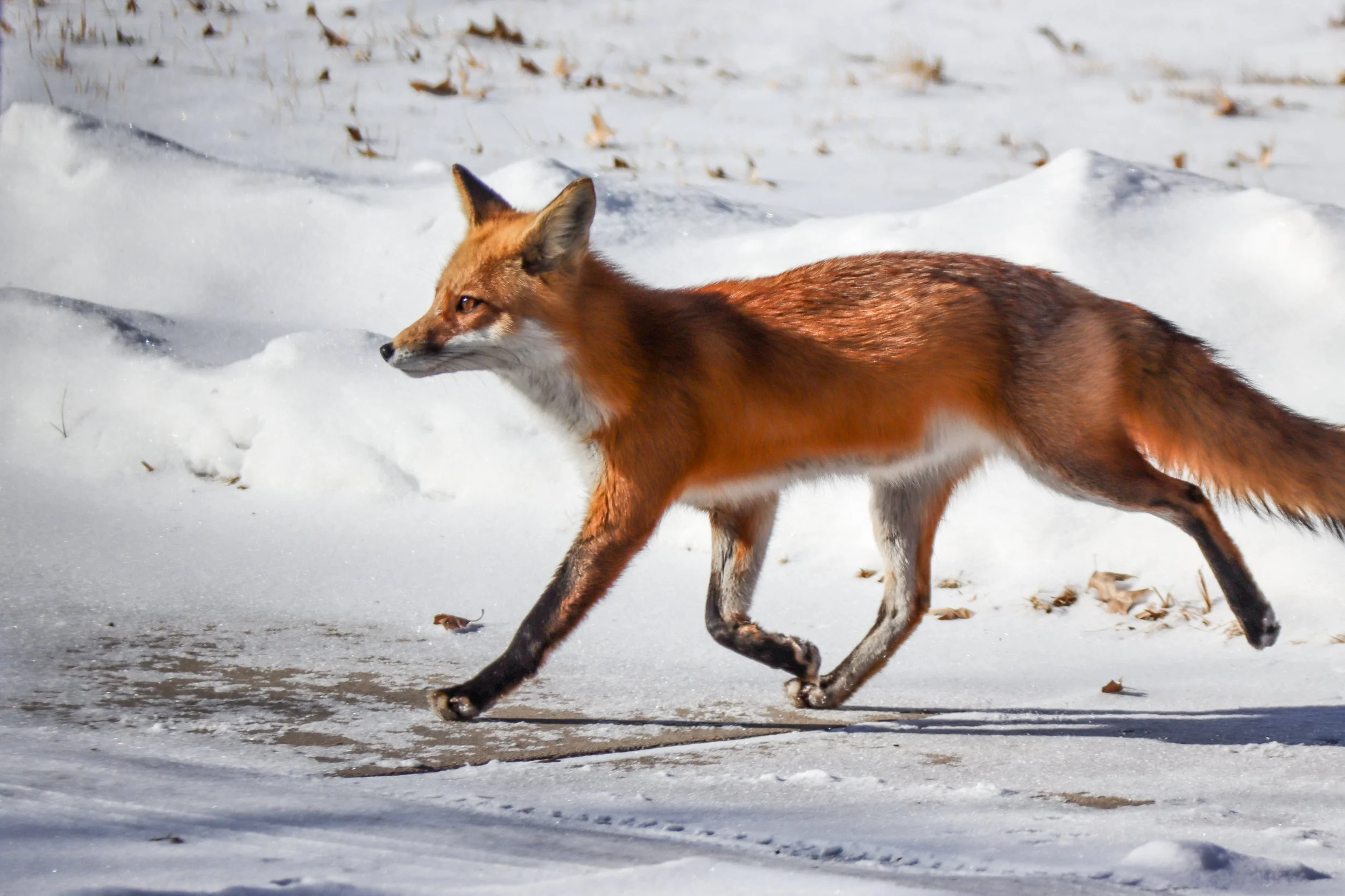 Fox running past my house on our wintry street