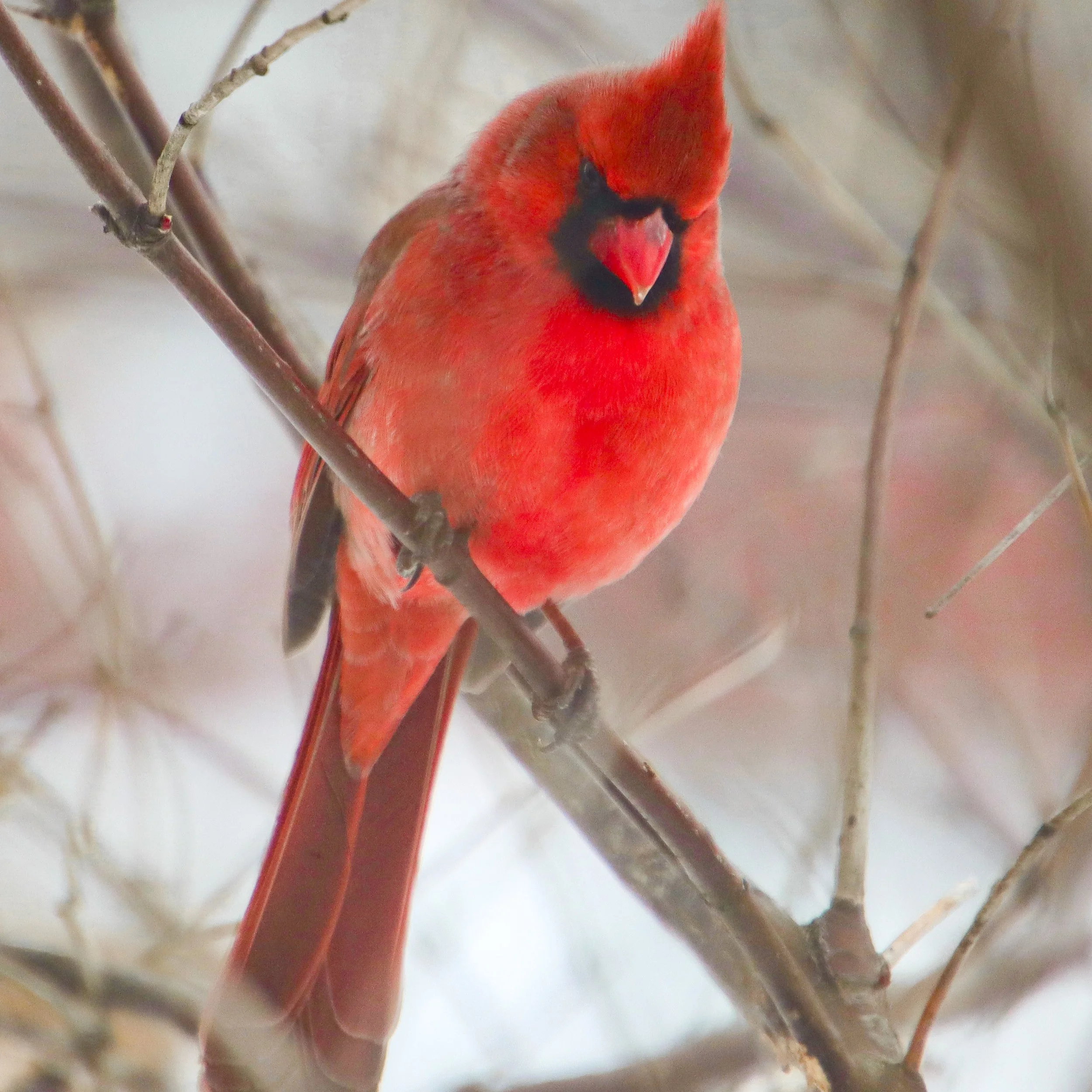 Male northern cardinal in the winter cold