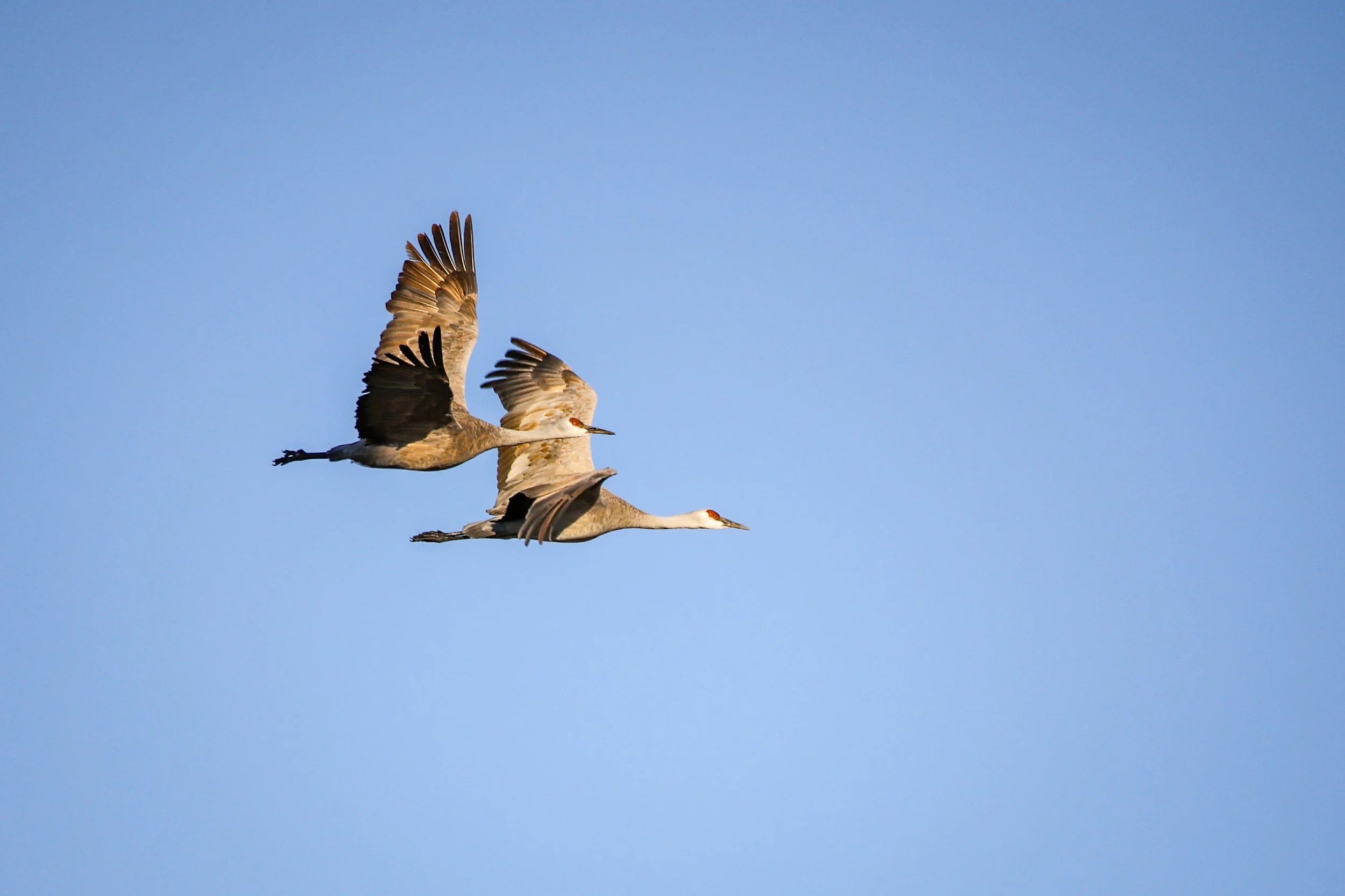 Sandhill cranes heading off the river to the cornfields and other places to feed
