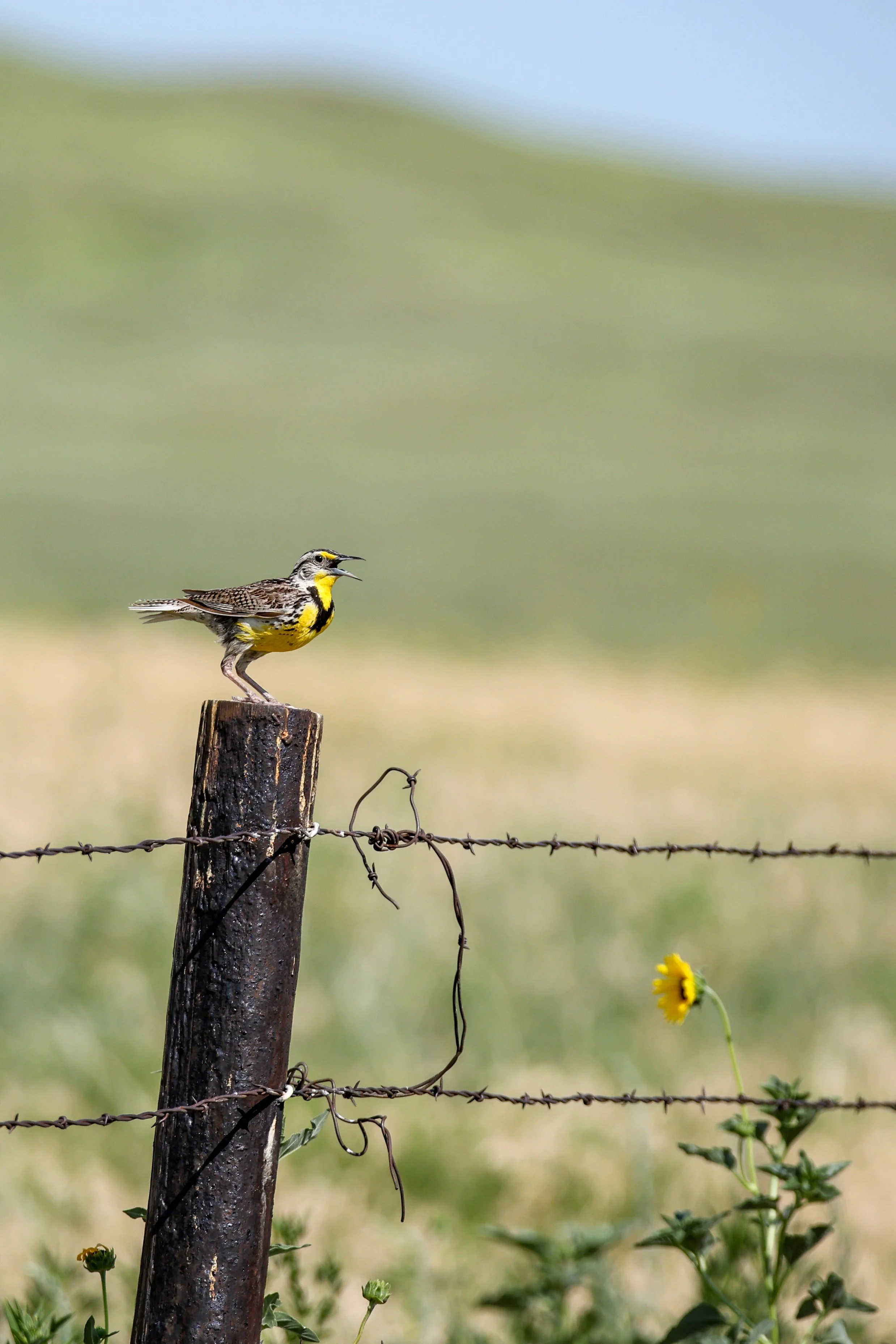 Western meadowlark, Montana