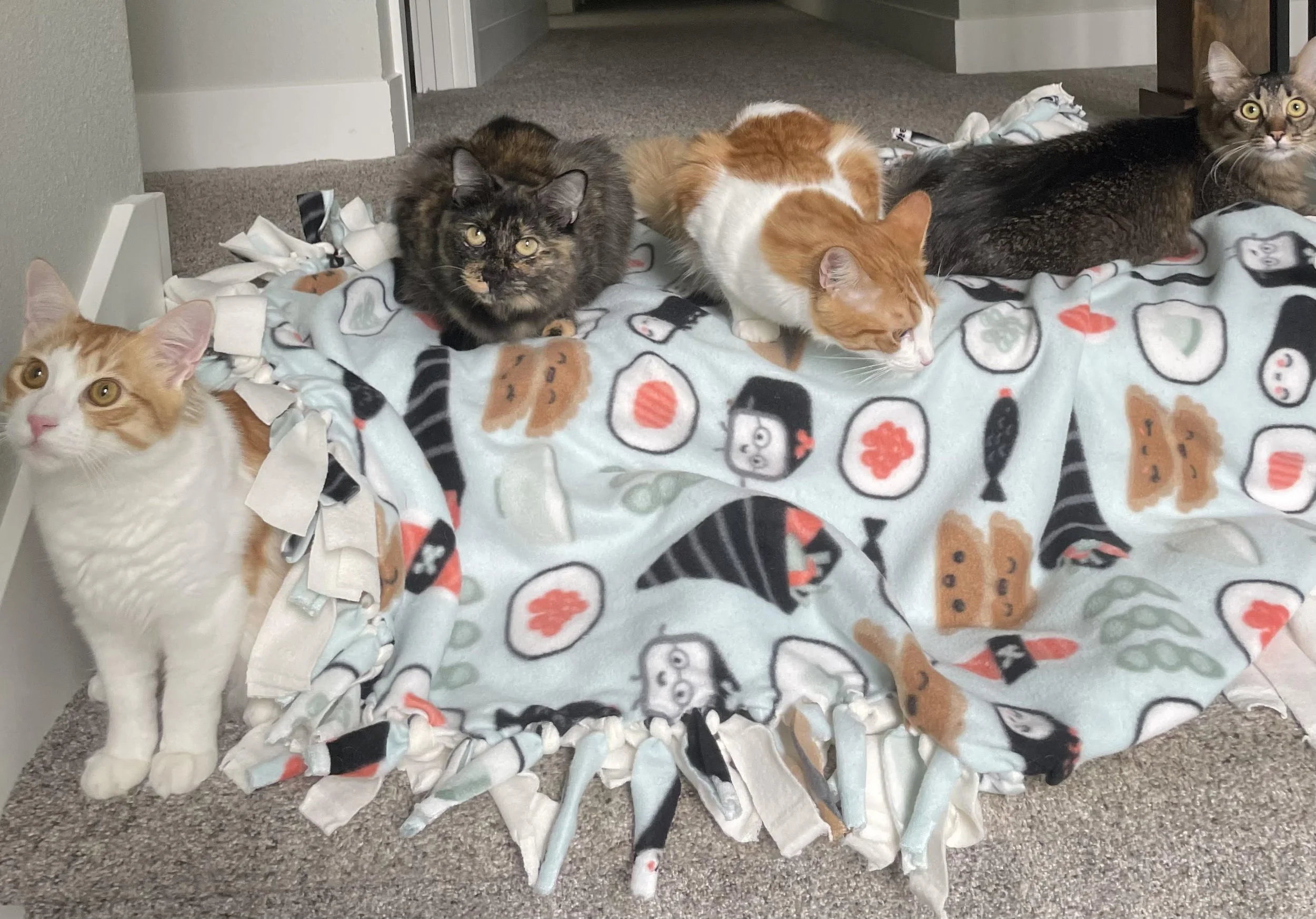 KAWAII LILLI KONA MALIE TEST.jpeg