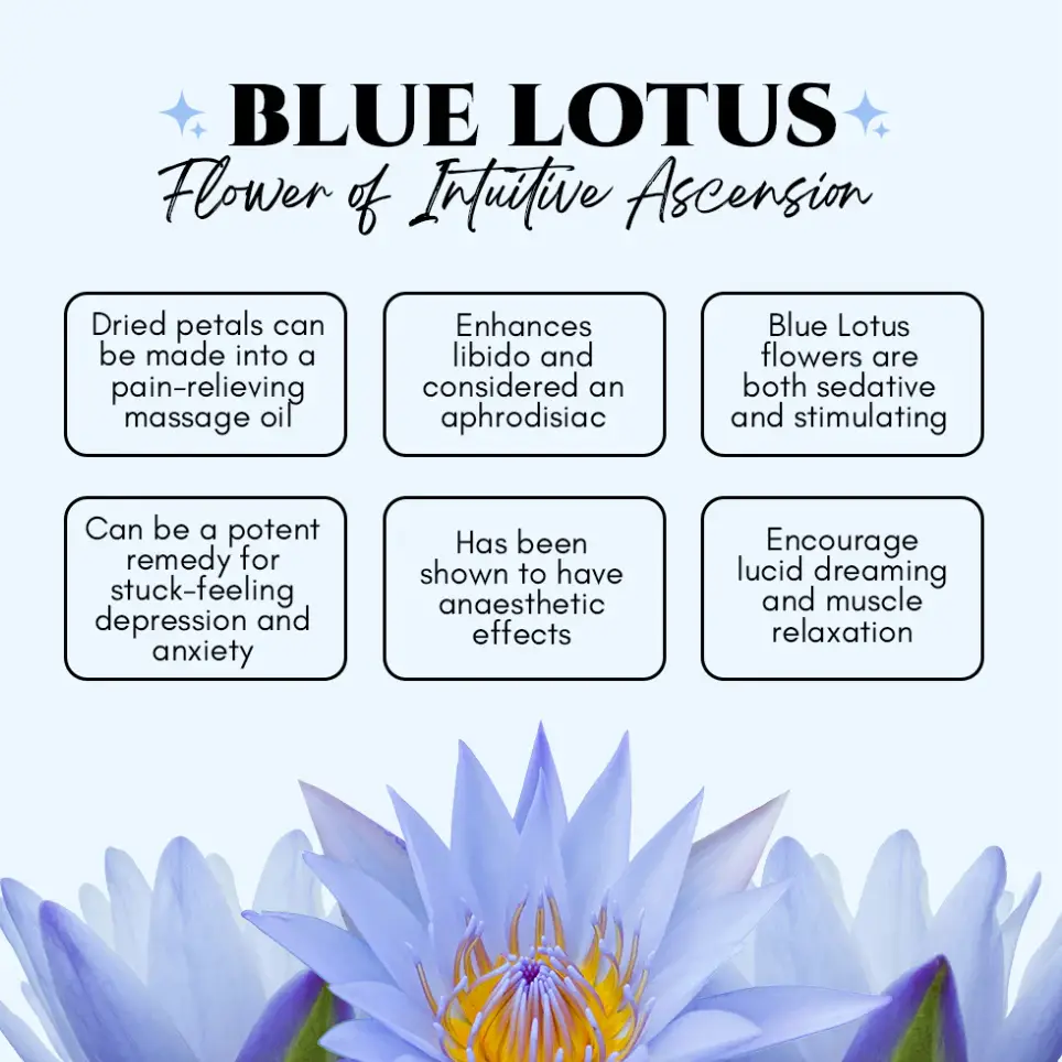 Blue Lotus Ritual Body Oil Spiritual Self-Care 3.png