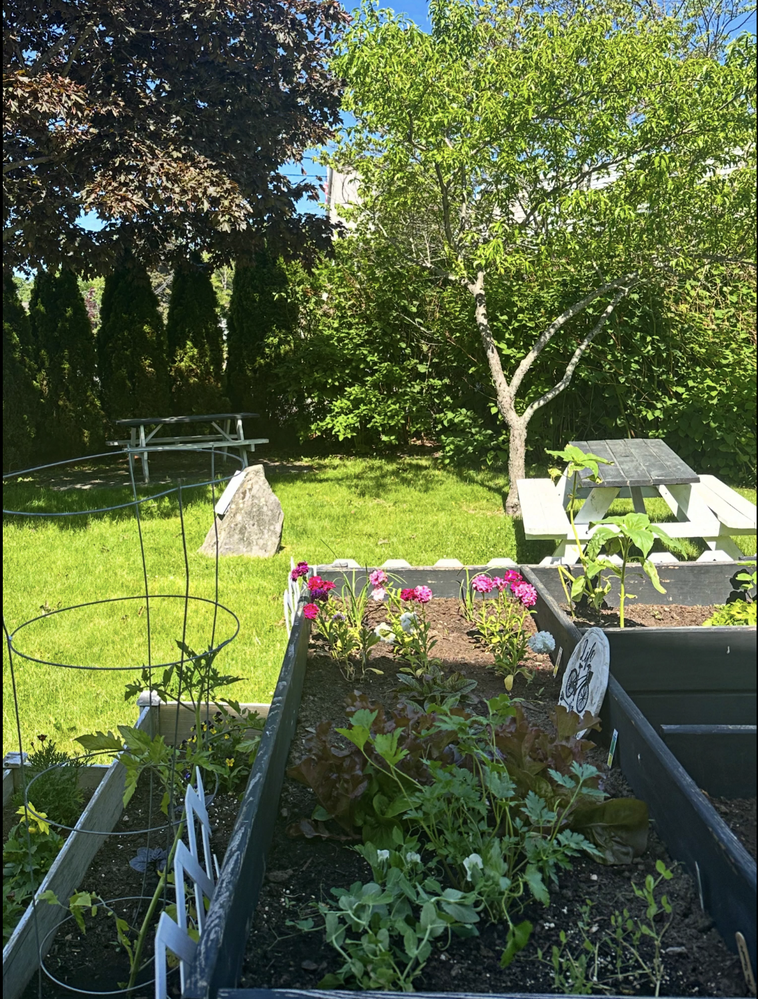 Our garden beds behind the café