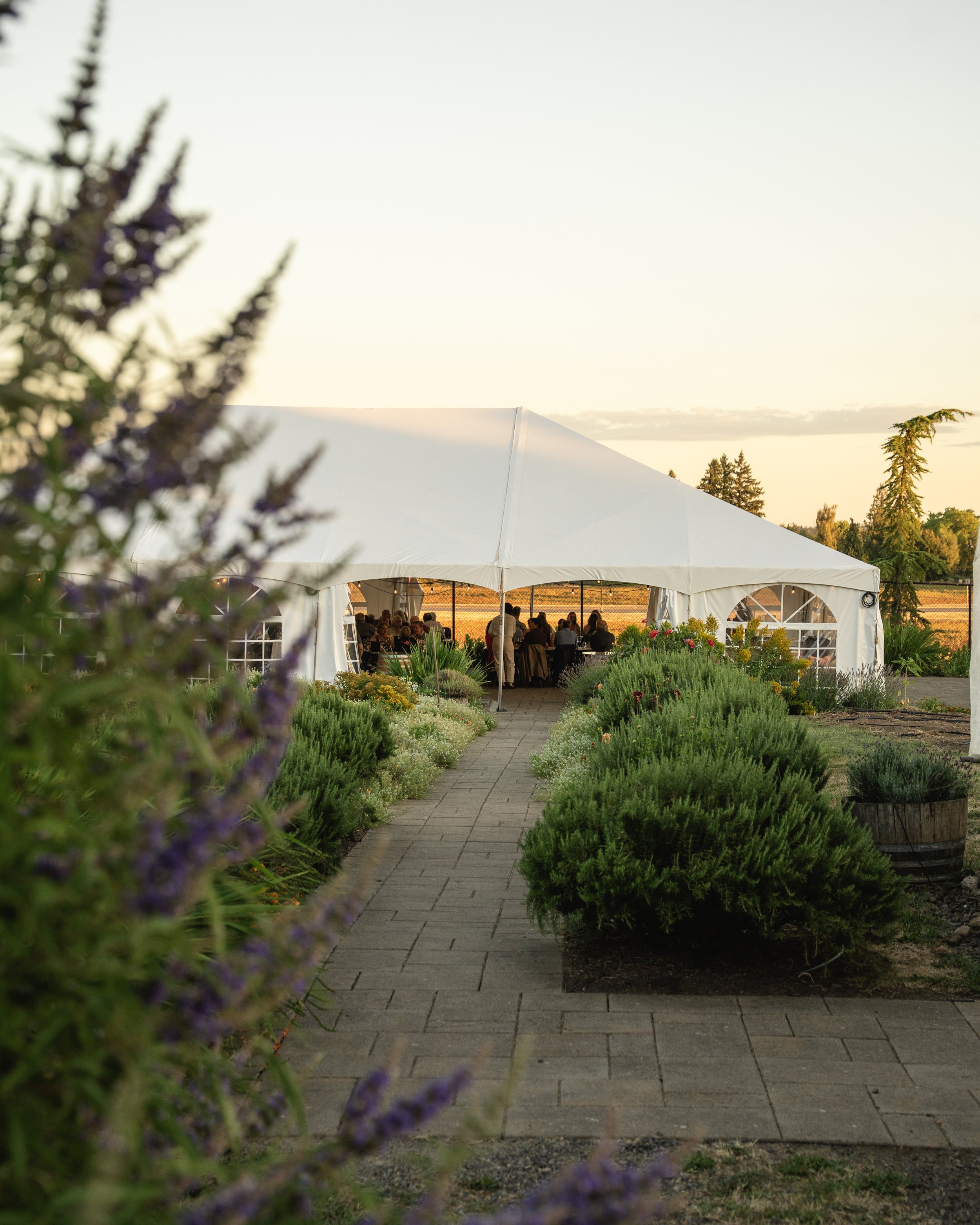 A large white tent set up outdoors on a paved pathway, with people gathered inside, surrounded by green bushes and plants, during sunset.