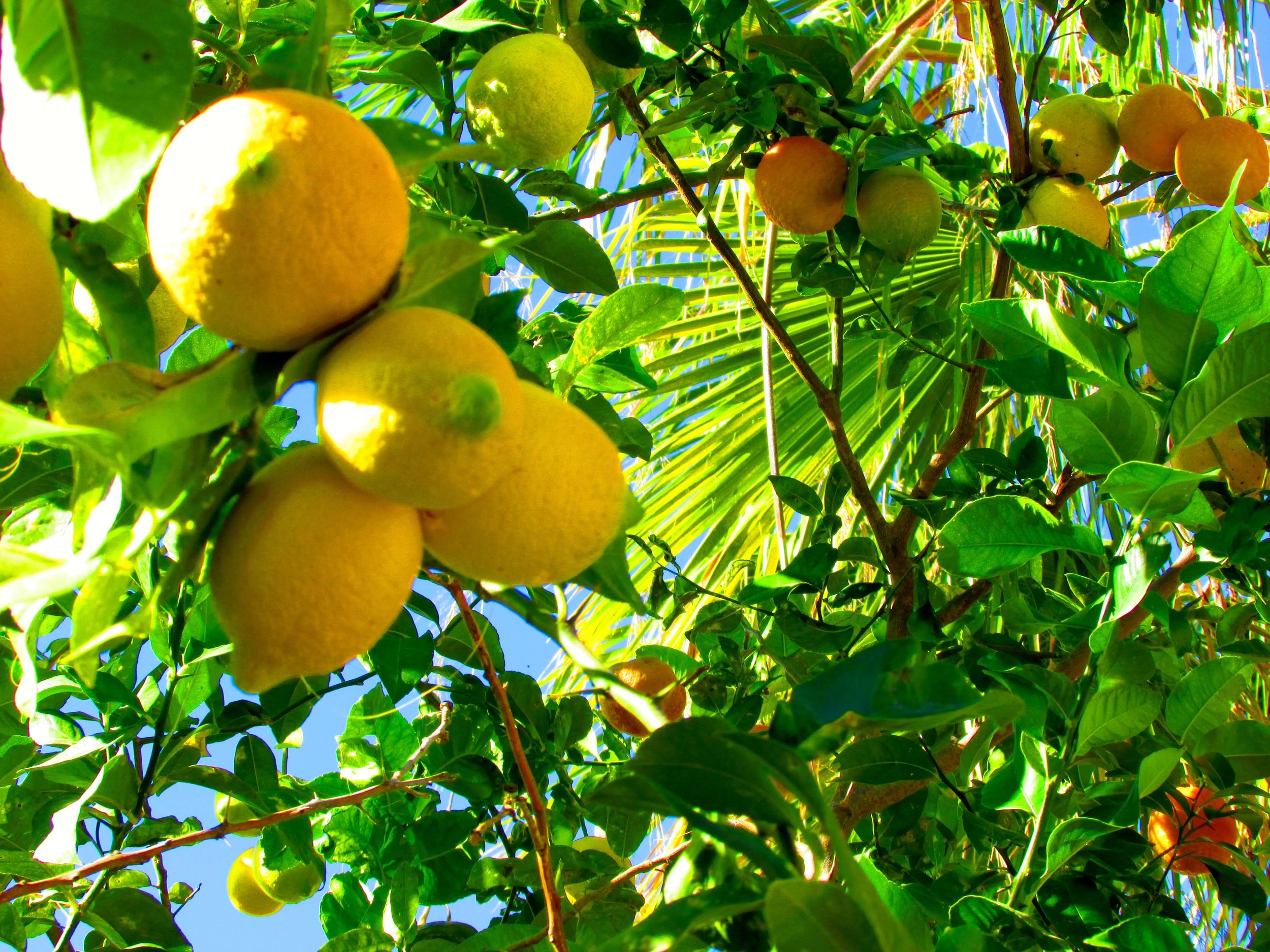 lemontree.jpeg