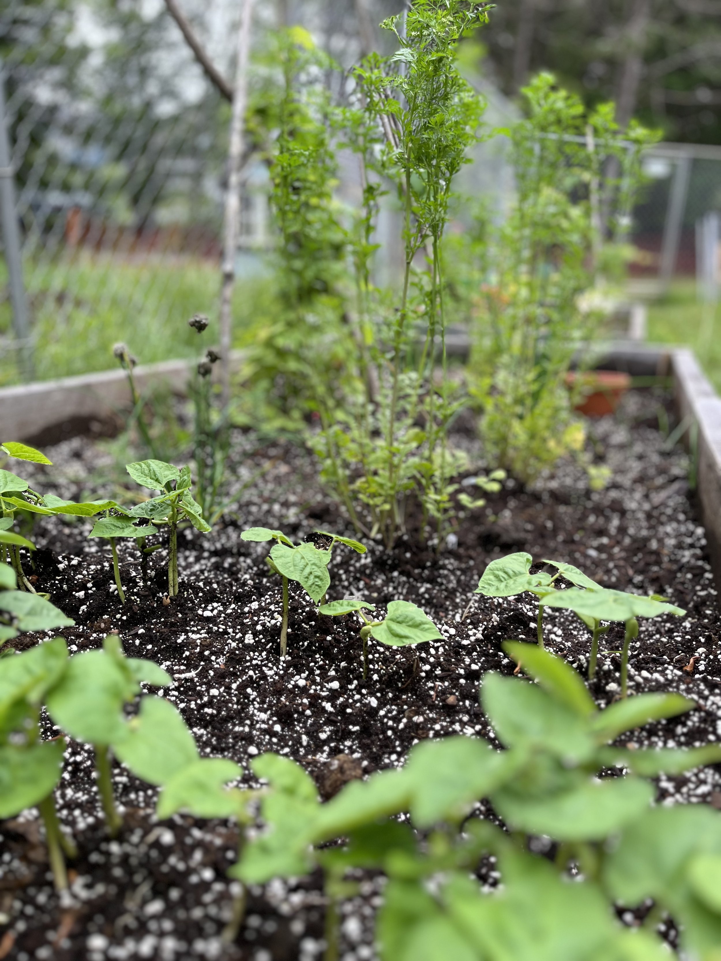 4x12 Raised Garden Bed