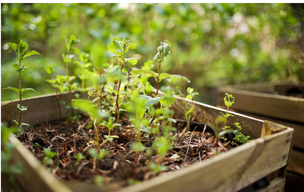 4x4 Raised Garden Bed