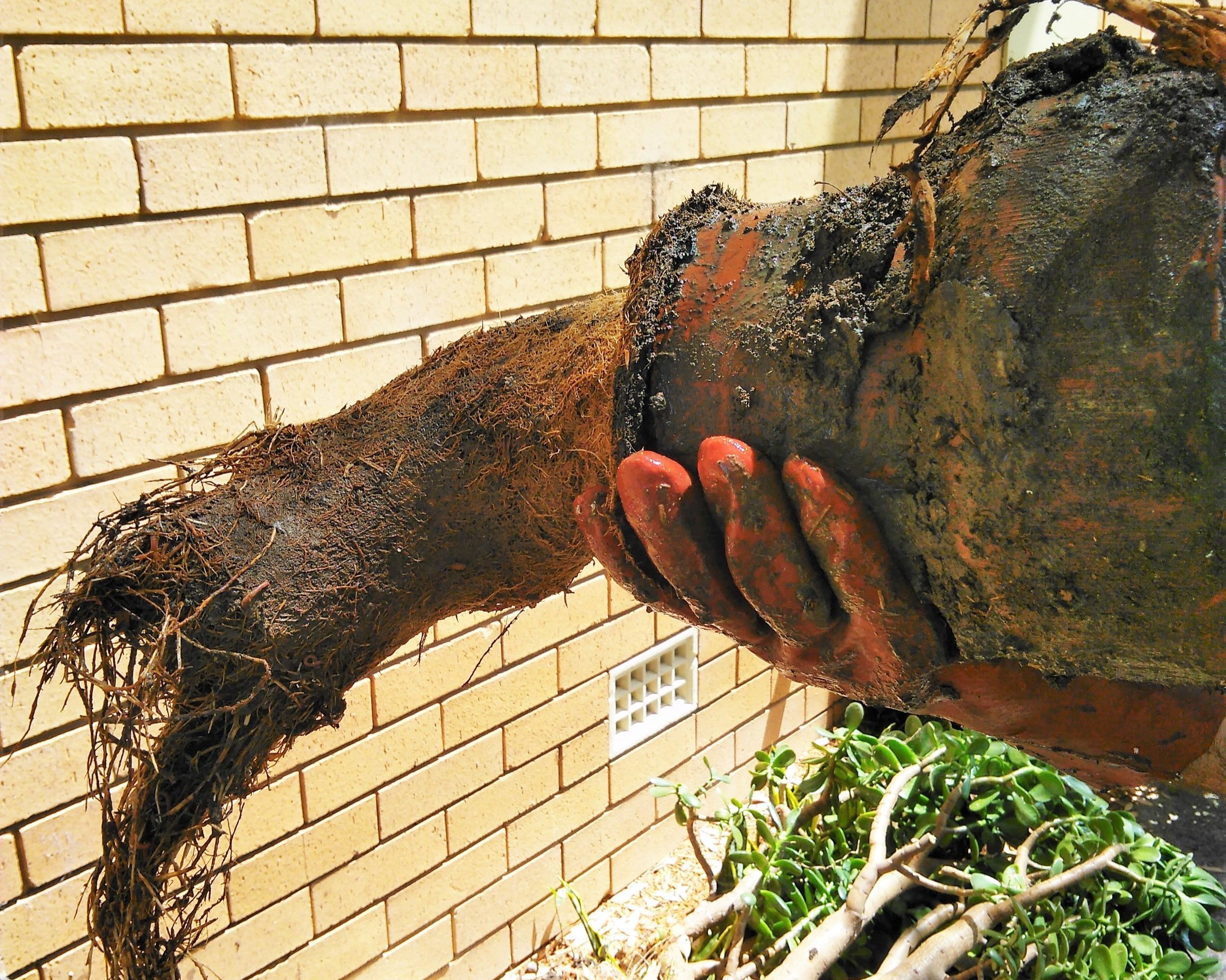 Pipe blocked by tree roots