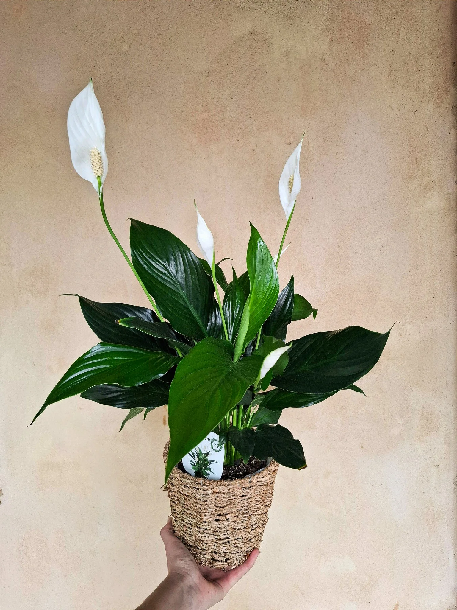 Peace Lily Plant