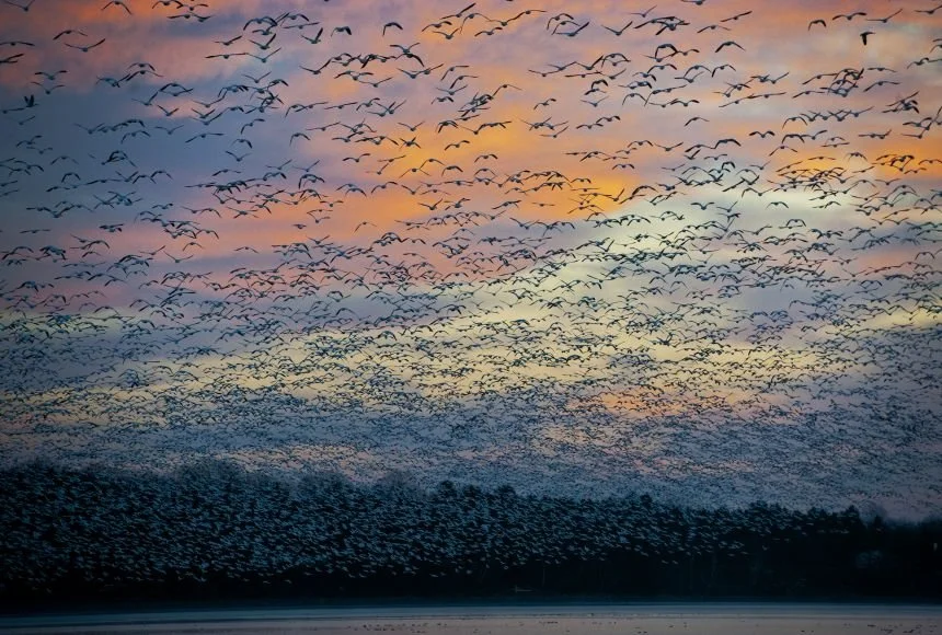 The Migration
