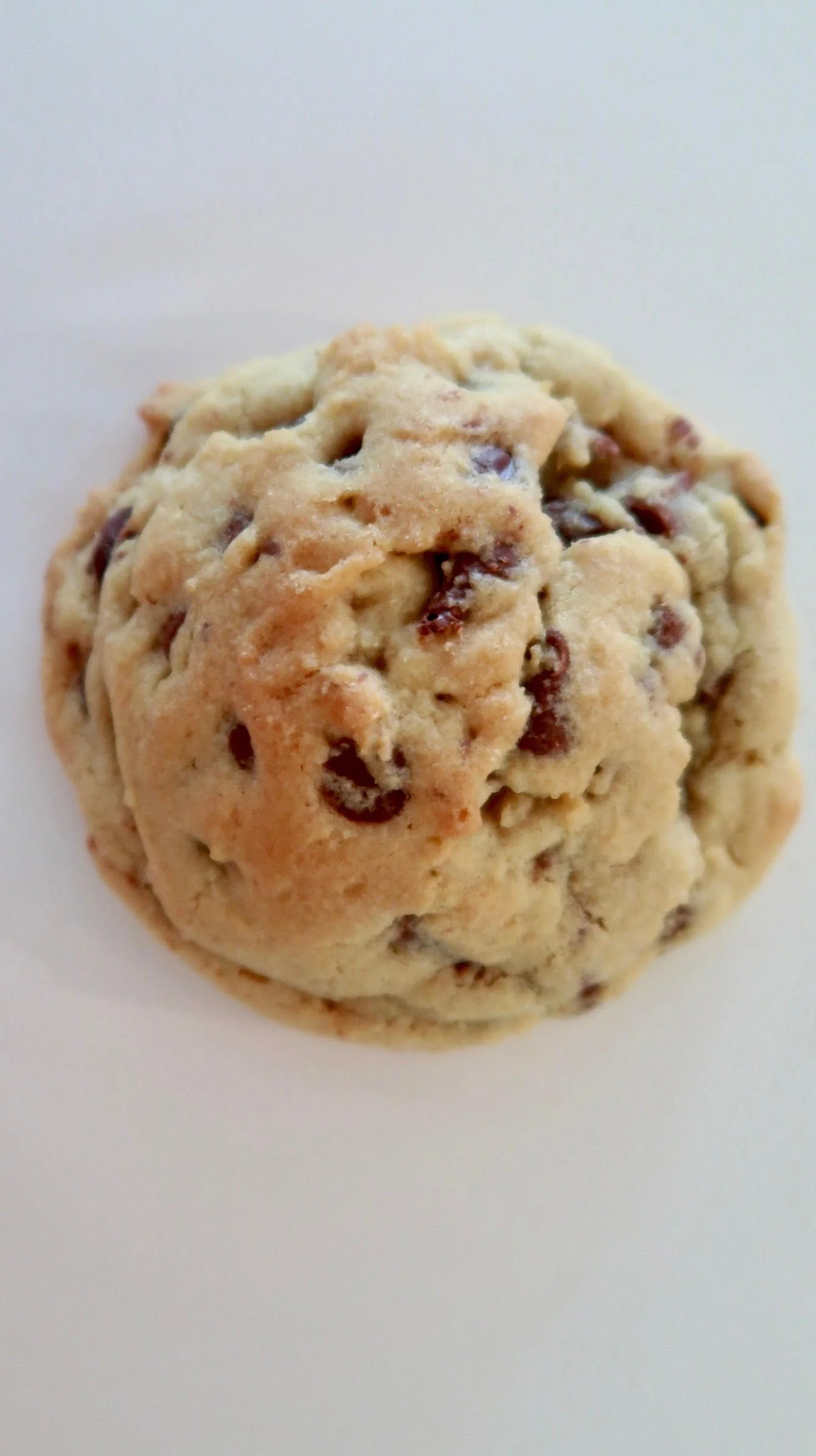 Prof Chocolate Chip.jpg