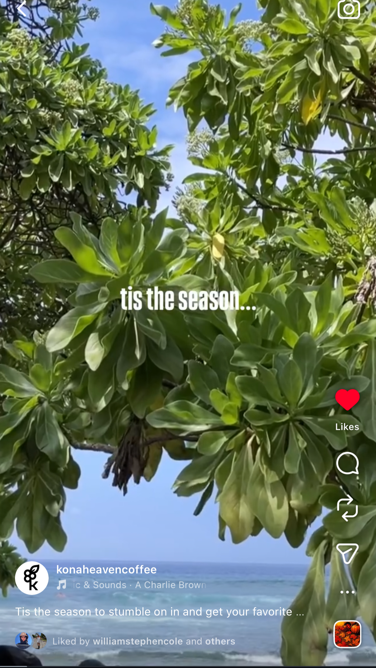 Close-up of green leaves and clusters of small white flowers on a tree, with a blue sky and ocean in the background.