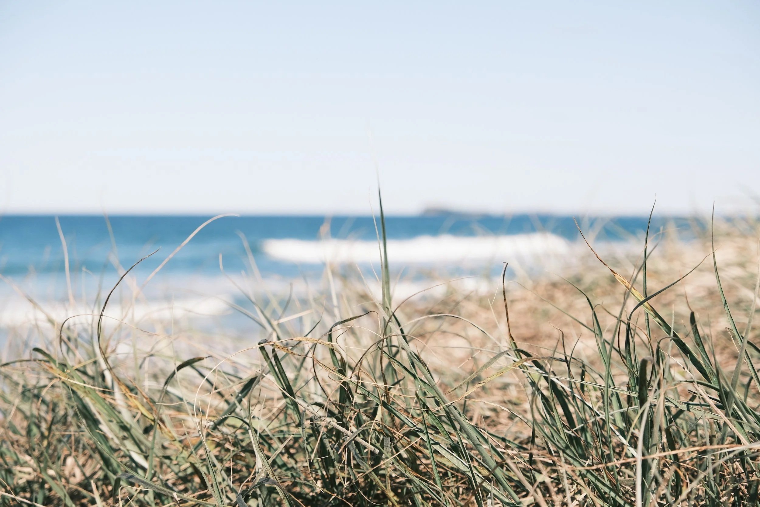 Close-up view of beach grass on sandy shore with ocean waves in the background under a clear sky.
