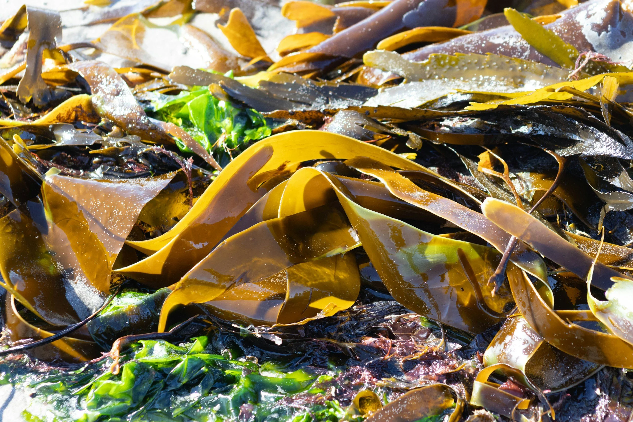 Pacific Seaweed Summit
