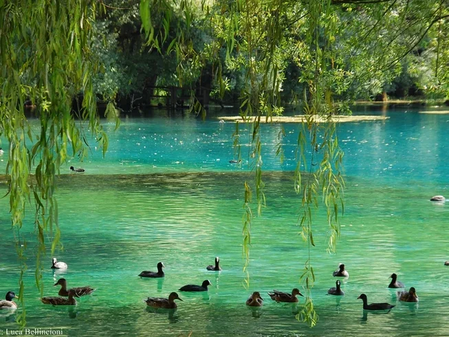 Ducks swimming in a clear, greenish-blue lake beneath overhanging leafy branches.