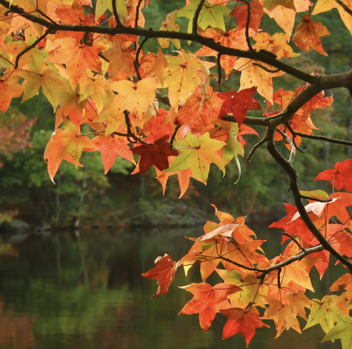 Screenshot 2025-11-14 at 7.04.18 AM.png