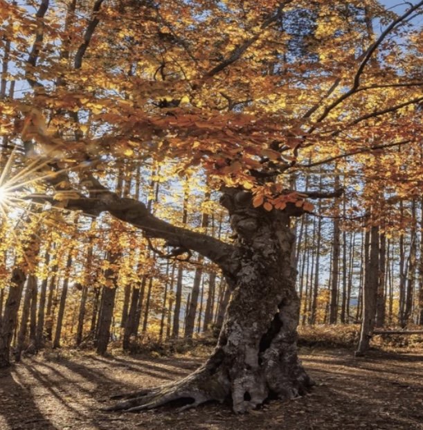 Warm Rustic Woods