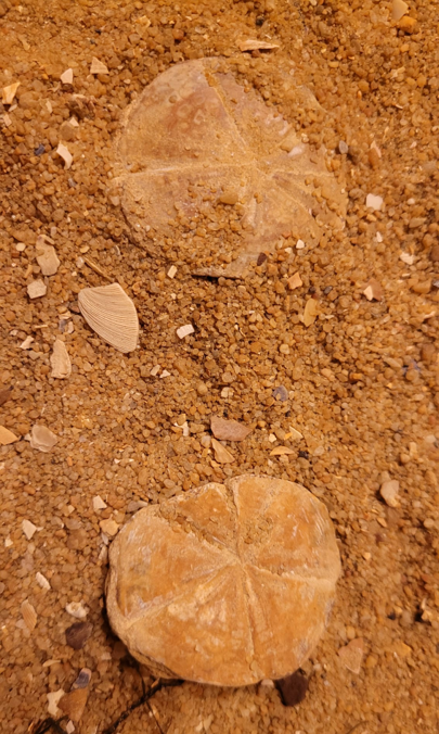 Two fossilised sand dollars