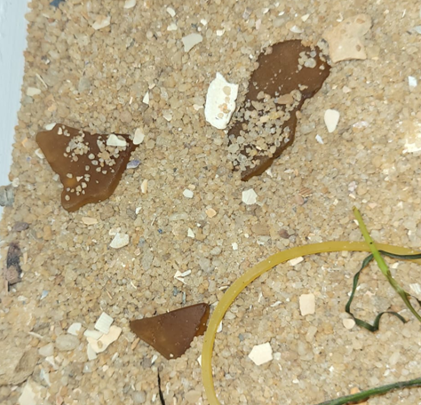 Three small chunks of sea-glass