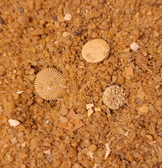 Three fossil solitary corals