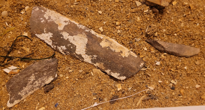 Three chunks of unknown fossil whale bone - maybe part of a rib? 