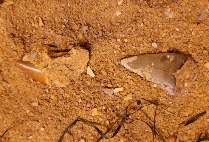 Two shark teeth, one imbedded in fossil sediment, another loose in the sand. Possibly from the ancestor of the Great White shark