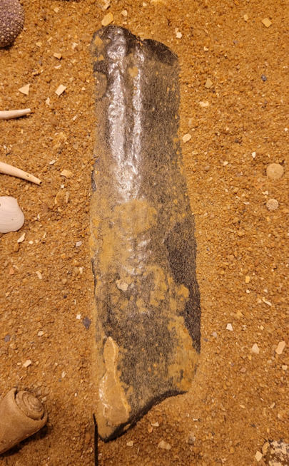 An unknown chunk of fossil whale bone, possibly from a section of vertebra (backbone)