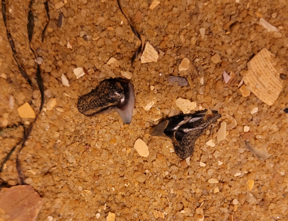 Two small fossilised Tiger shark teeth