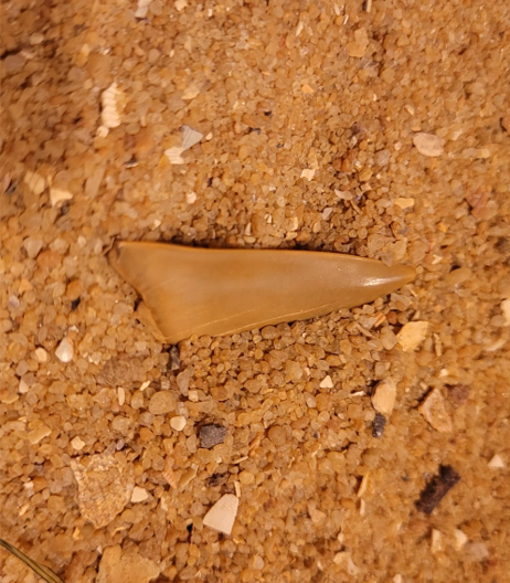 Another shark tooth?! Likely from the ancestor of the Great White shark