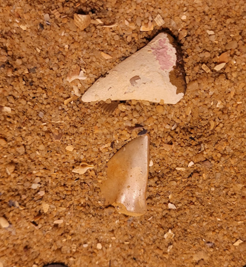 Two more fossil shark teeth, likely from the ancestor of the Great White shark