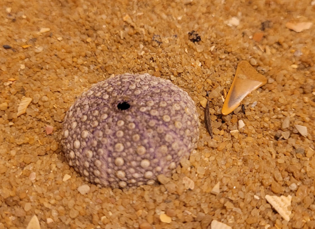 The "test" (skeleton) of a recent sea-urchin. Next to it, is a small fossilised shark tooth.