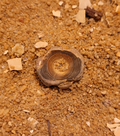 The backbone of a fossil shark, belonging to the family Carcharhinidae (which includes Tiger and Bull sharks)