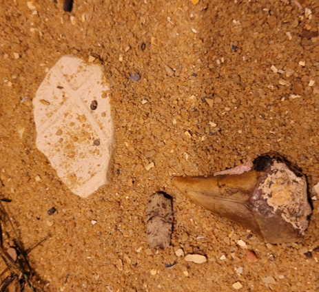 Another shark tooth, and a piece of modern tile