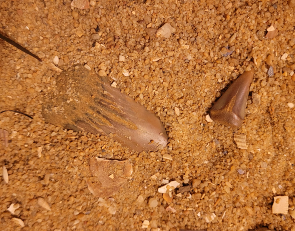 One large and one smaller shark tooth - possibly belonging to the ancestor of the Great White shark