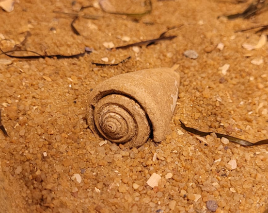 A fossil cone snail