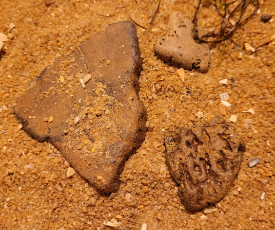 Three small chunks from a fossil whale epiphysis - a portion of the backbone