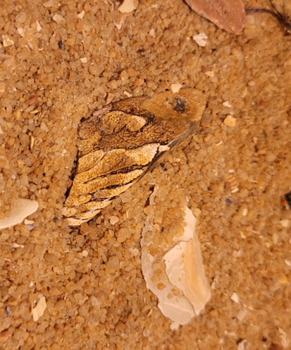 The fossilised grinding plate from a prehistoric Elephant fish
