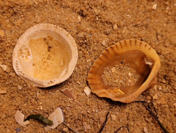 To the left, a 5 million year old bivalve shell. To the right, a recent shell that was found on the beach. 