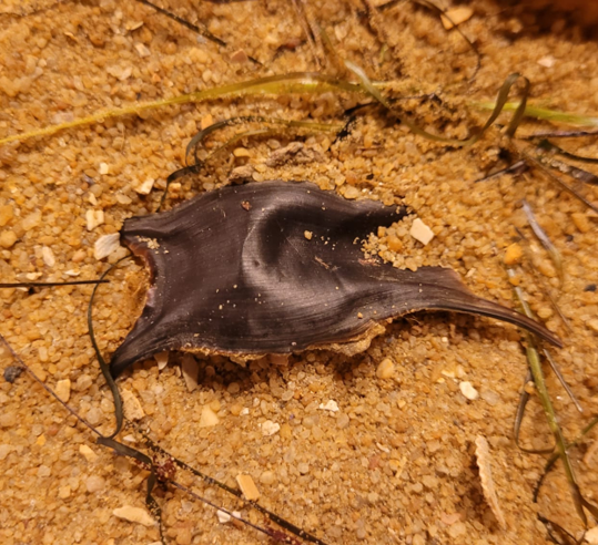 The modern egg casing of a ray (or skate?)